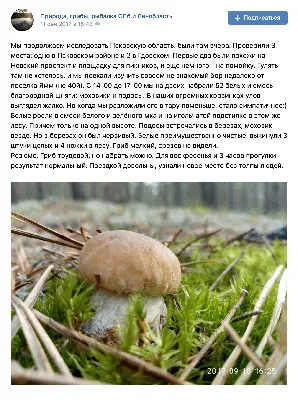 Лучшие места для сбора грибов под Варшавой