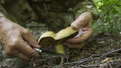 Как заработать на грибах: личный опыт продажи лесных грибов