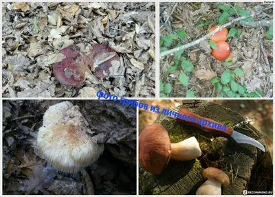 Сбор грибов: в каком случае за него могут посадить в тюрьму — Секрет фирмы