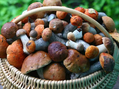 Сбор грибов - «Сбор грибов или тихая охота в Краснодарском крае: места и  сезон сбора.» | отзывы