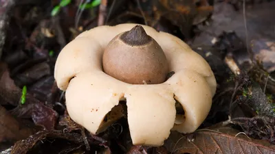 Интересные факты о белых грибах | Пикабу