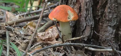 7 вопросов об отравлениях грибами