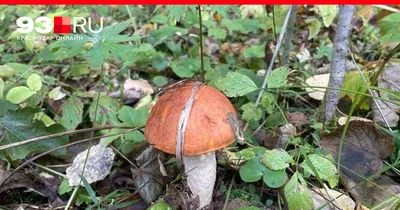А венгры-грибники тоже бывают! Сбор грибов на рынке - это тоже вариант, но  радует сам процесс тихой охоты на свежем воздухе. За грибами лучше всего  ехать в буковые и дубовые леса Пилиш,