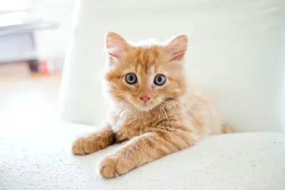 Рыжий, рыжий, конопатый. Интересные факты о рыжих котиках. | РЫЖАЯ БУСИНА |  Дзен