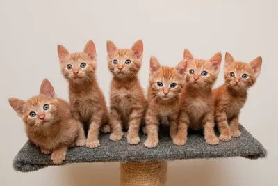 Купить пазл Рыжий кот TOPpuzzle Смешные котята в зоомагазине 2000 дет.  ХТП2000-1596, цены на Мегамаркет | Артикул: 100031980533