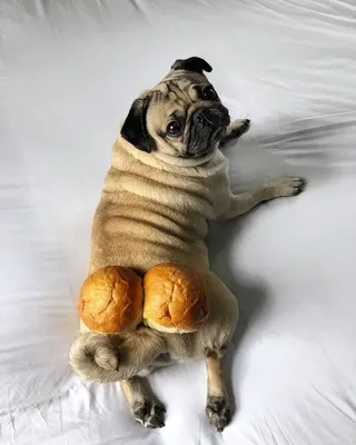 Пин от пользователя Justynn_pug на доске Happy pug | Щенки мопса, Веселые  мопсы, Жизнь мопсов