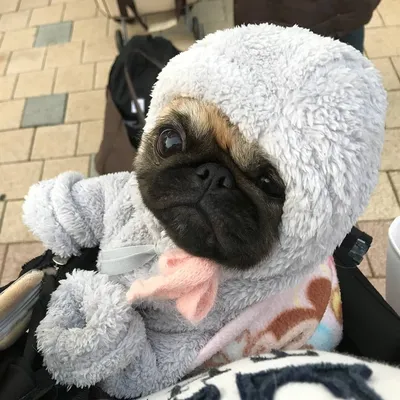 Прикольные с мопсами
