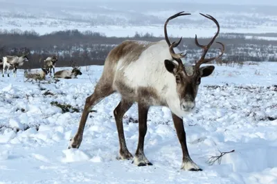 Северные олени: 14 интересных фактов об оленях на Ямале | Ямал-Медиа