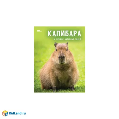 Алгарра А.: Забавные малыши животных: купить книгу в Алматы, Казахстане |  Интернет-магазин Marwin