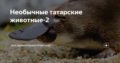 владлен татарский / прикольные картинки, мемы, смешные комиксы, гифки -  интересные посты на JoyReactor / все посты