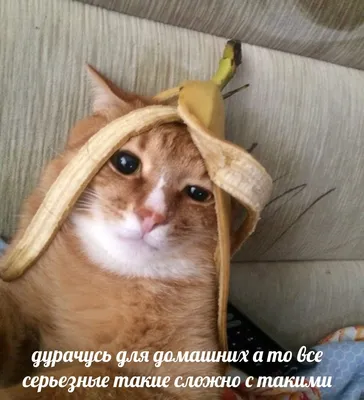 Смешные животные, которые помогут отвлечься