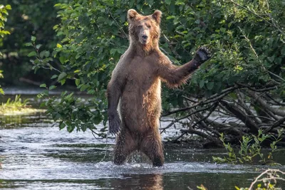 Забавные животные: финалисты Comedy Wildlife Photography Awards 2020