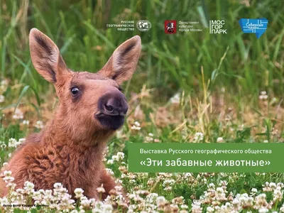 Самые смешные фотографии животных Comedy Wildlife Photography Awards 2022 |  Пикабу