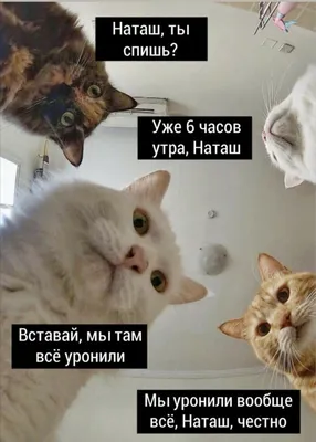 Фото смешных котов, сделанные в удачный момент | OBOZ.UA