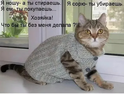 Приколы с котами! Смешные коты с ОЗВУЧКОЙ! СМЕШНЫЕ ЖИВОТНЫЕ 2022! Тест на  психику – Доми шоу - YouTube