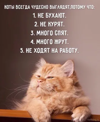 Самые смешные фото котиков | Евгений Верхеев | Дзен