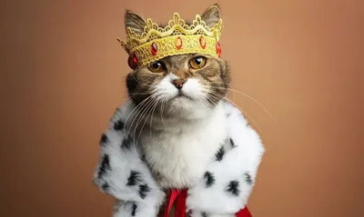 Приколы про котов с ОЗВУЧКОЙ - СМЕШНЫЕ коты и кошки 2018 – от Domi Show -  YouTube