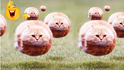 Барсик меняет профессию. 10 забавных фото котов | Правмир
