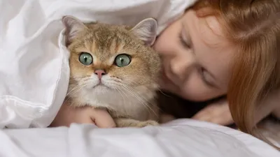 Приколы и смешные картинки про котов! 2024 | ВКонтакте