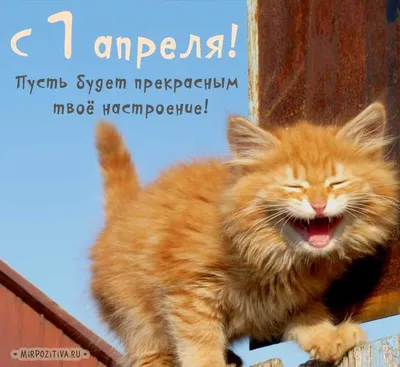 День смеха: лучшие мемы и фотожабы 1 апреля | УНИАН