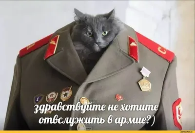 Смешные анекдоты про путина и россиян - приколы, мэмы и веселые картинки  про армию рф - Телеграф