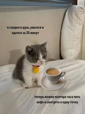 Мемы про кофе 2022 года | AROMA TEA COFFEE | Дзен