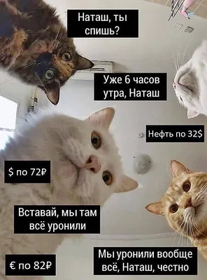 Мем «про Наташу и котов» зарегистрируют как товарный знак | Деловой квартал  DK.RU — новости Красноярска