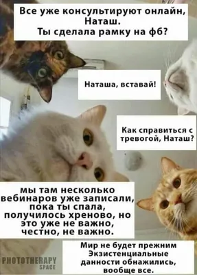 Наташ, вставай, мы всё уронили»: откуда взялись мемы про Наташу и котов,  которые теперь буквально в: yushchuk — LiveJournal