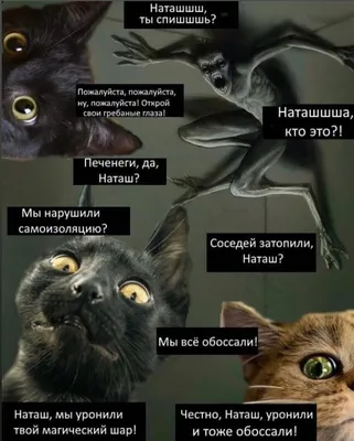 Мемы про Наташу и котов: попытка классификации | Трудный русский | Дзен