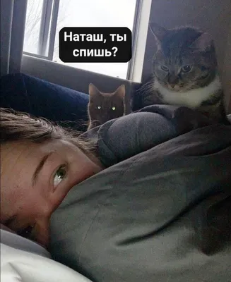 Афиша в Севастополе | «Наташа, вставай»: как мем про котов и их хозяйку  стал символом этой весны