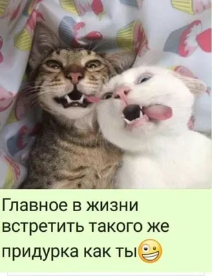 Приколы про животных