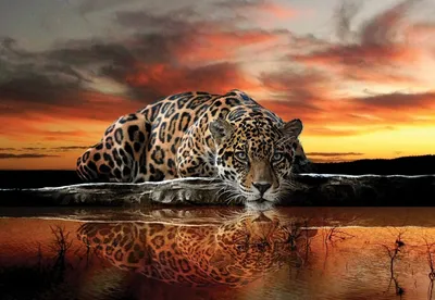 Картинки обои на телефон красивые природа животные природа (68 фото) »  Картинки и статусы про окружающий мир вокруг