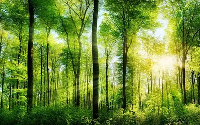 природные пейзажи в густом лесу, природа, лес, пейзаж фон картинки и Фото  для бесплатной загрузки