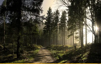 сосновый лес - зеленый лес красивая природа Стоковое Фото - изображение  насчитывающей естественно, древесина: 165004212