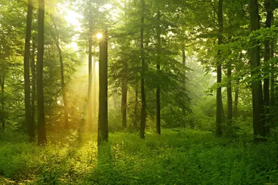 Немецкий лес | Климатический фактор, жизненное и экономическое пространство
