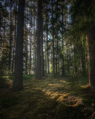 Российские леса | Пикабу