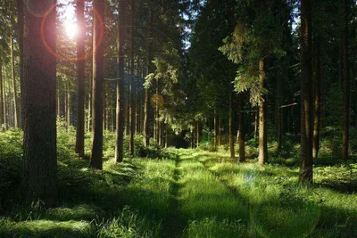Спокойный лес (57 фото) - 57 фото