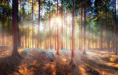 Лес Поле Лето - Бесплатное фото на Pixabay - Pixabay