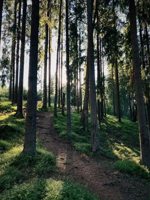 Лес — это богатство, которое подарила нам природа и дар этот надо беречь и  приумножать! / Публикации / Городской округ Балашиха