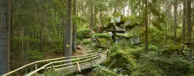 Лес творит чудеса: австрийская природа как место силы