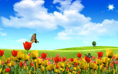 Скачать обои небо, цветы, природа, лето, тюльпаны разрешение 1920x1200  #14834