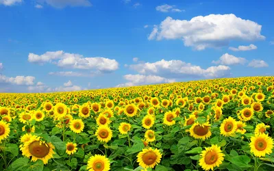 Green Grass Field Near Lake During Daytime Full HD - /s/Cinnamon