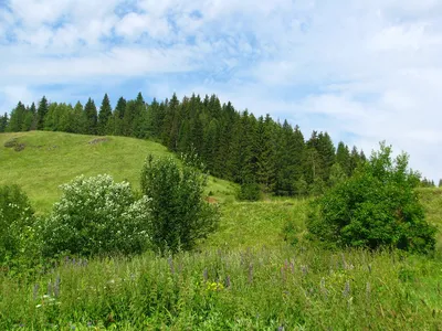 Обои поле, дорога, природа, лето картинки на рабочий стол, фото скачать  бесплатно