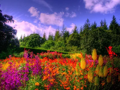 Картинки природа, лето, леса, луг, трава, цветы, люпины, солнце - обои  1920x1080, картинка №287955