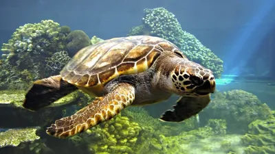 Обои на рабочий стол Вода природа животные черепахи коралловый риф море,  обои для рабочего стола, скачать обои, обои бесплатно