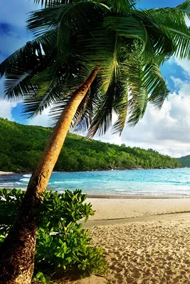 Photo Beach Sea Nature Palms Tropics Scenery 640x960