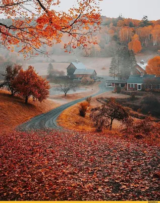 Осень – торжество последней красоты засыпающей природы — VSUonline