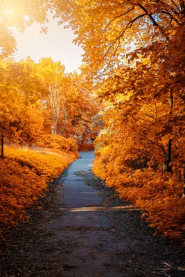 Природа осень, дерево рябина, очень …» — создано в Шедевруме