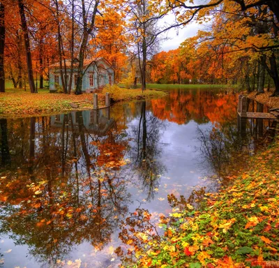 Картина по номерам \"Пейзаж. Природа. Осенний пейзаж. Осенний парк. Осень\" -  купить с доставкой по выгодным ценам в интернет-магазине OZON (354458353)