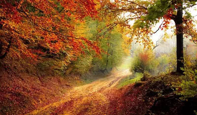 Обои Осенний пейзаж Рисованное -(Природа), обои для рабочего стола,  фотографии осенний, пейзаж, рисованные, природа, осень, лужа, листья,  деревья Обои для рабочего стола, скачать обои картинки заставки на рабочий  стол.